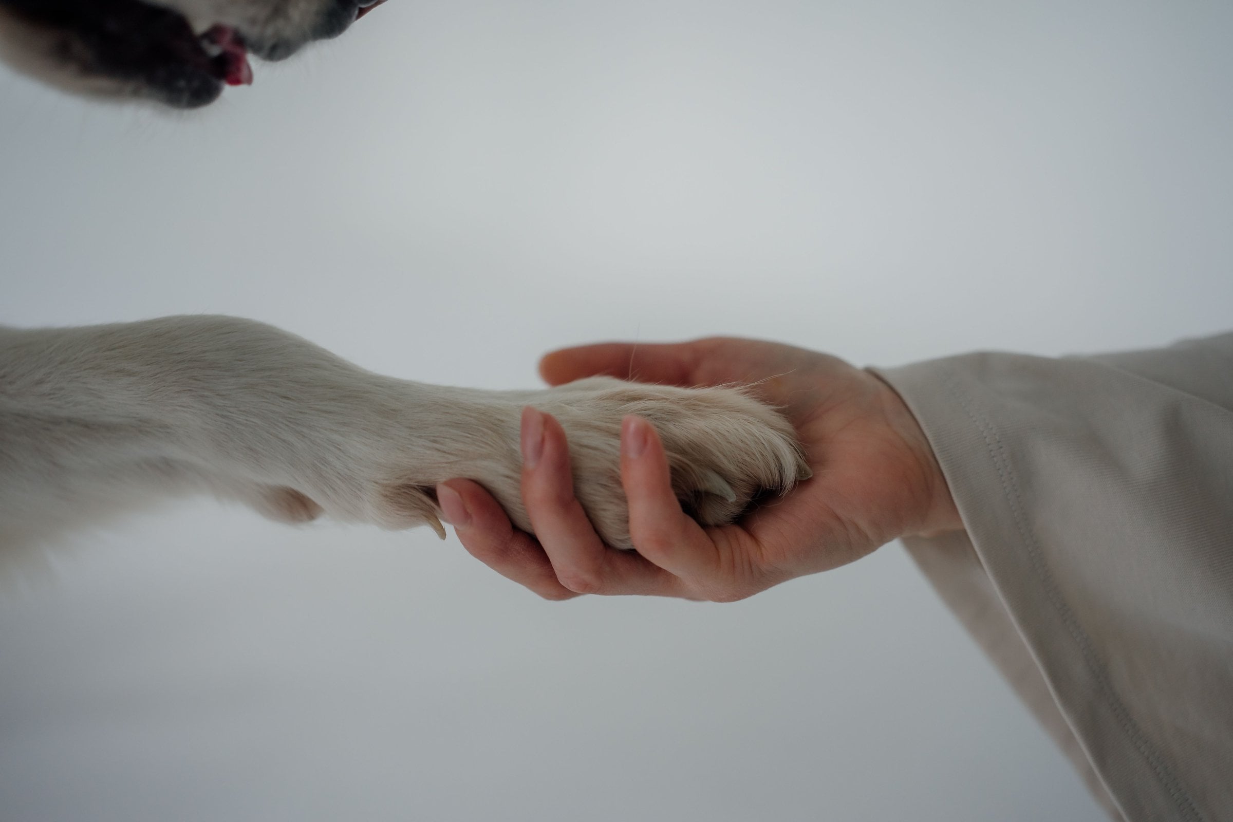 Une main humaine tenant la patte d’un chien.